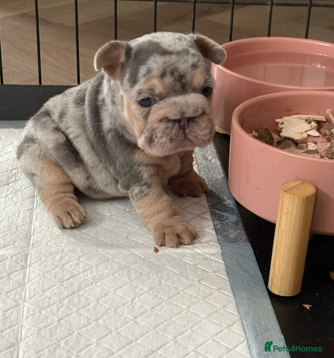 French Bulldog dogs for sale: Beautiful shades of blue babies - Image 12