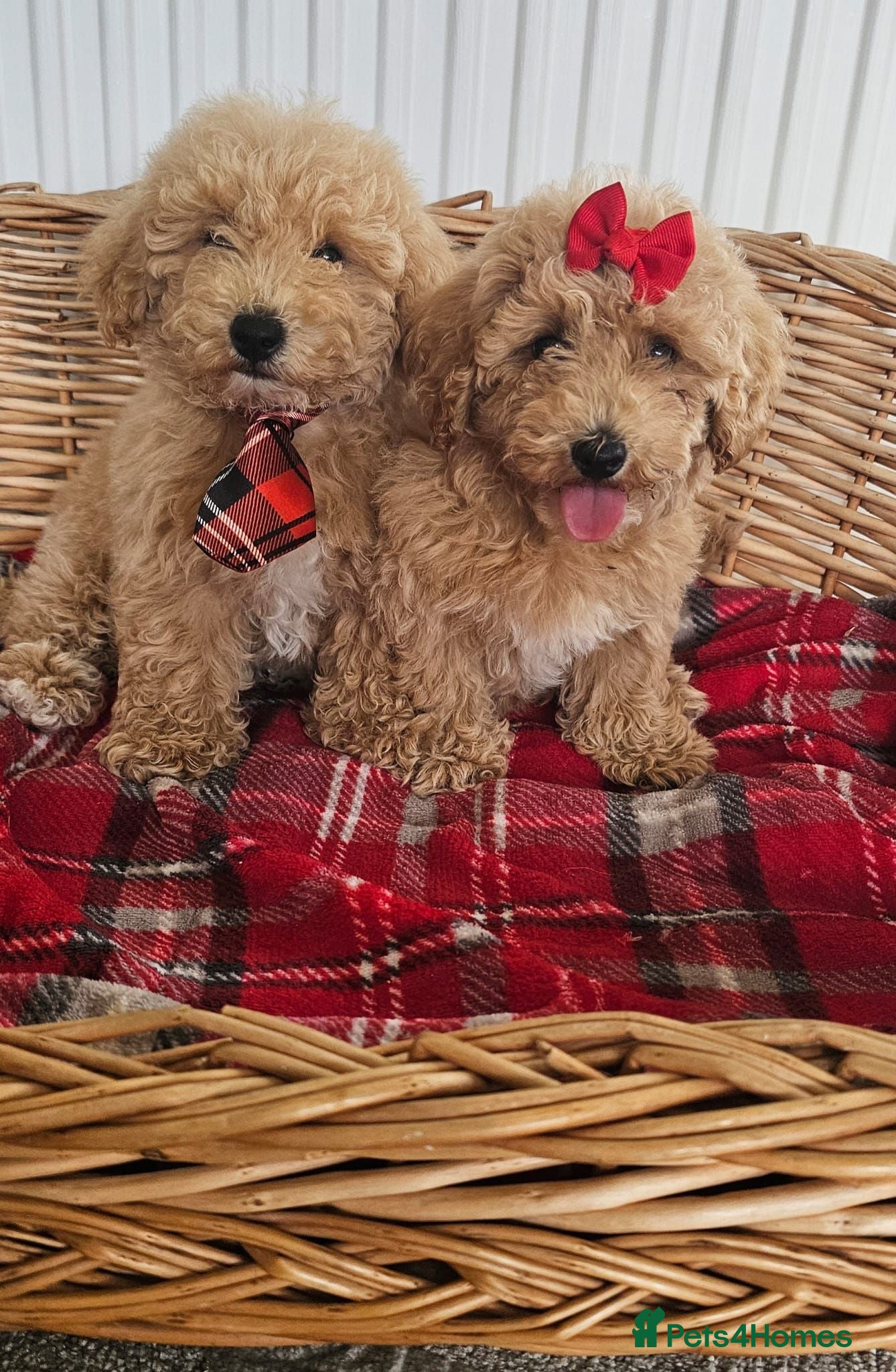 Cavapoo dogs Fully heath checked by vet toy cavapoos ready now  - Advert 4