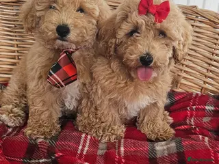 Cavapoo dogs Fully heath checked by vet toy cavapoos ready now - Advert 4