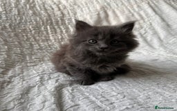 Maine Coon cats for sale: GORGEOUS MAINE COON KITTENS - Image 25