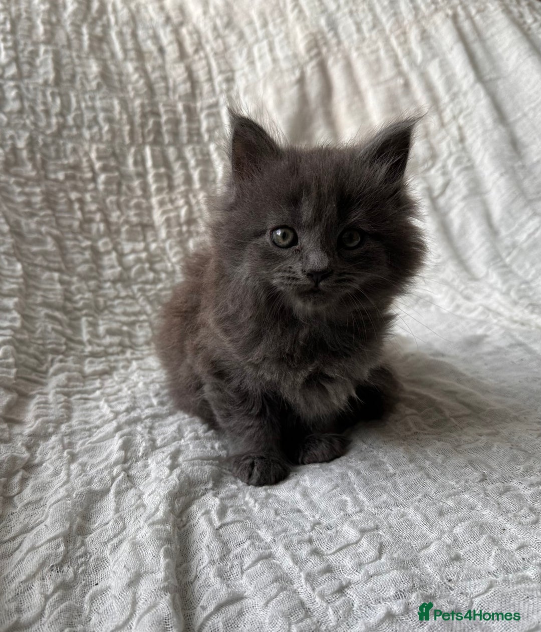 Maine Coon cats for sale: GORGEOUS MAINE COON KITTENS - Image 25