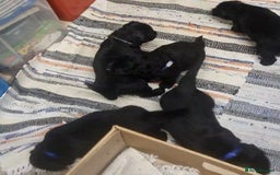 Mixed Breed dogs for sale: ✨ Gorgeous Black Golden Shepherd Puppies  - Image 7