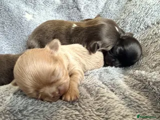 Chihuahua dogs Long coat chihuahua - Advert 3