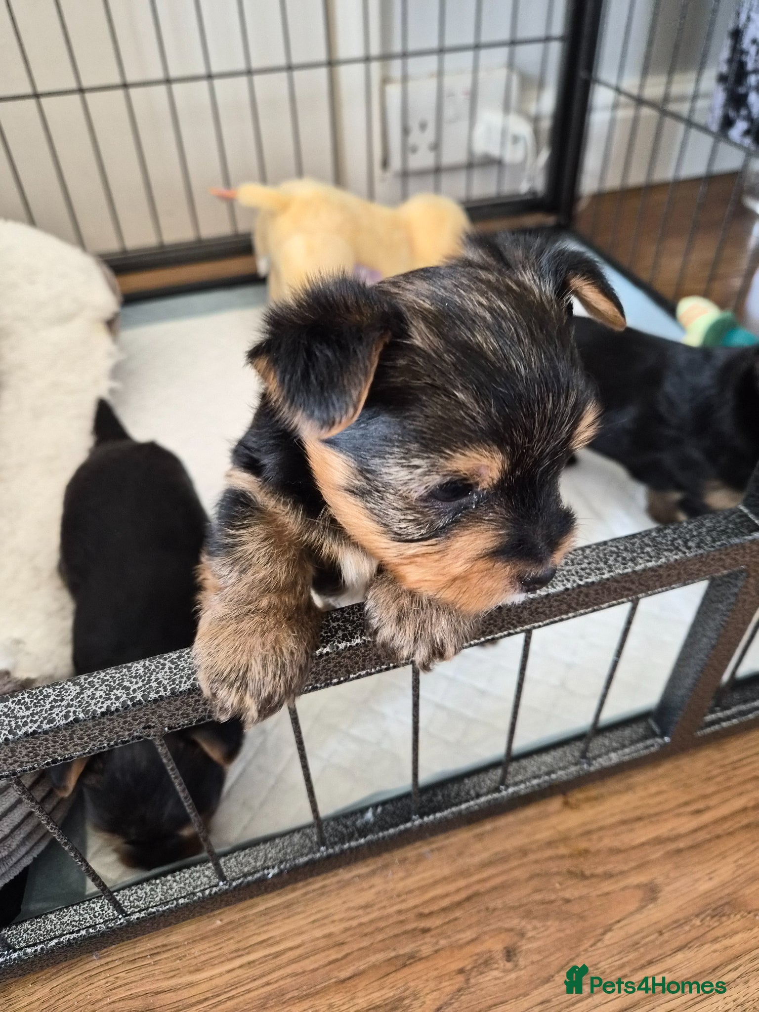 Yorkshire Terrier dogs yorkshire terrier  - Advert 11