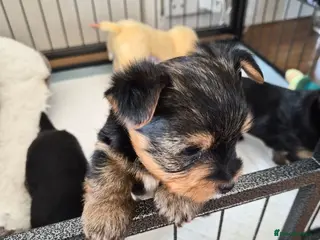 Yorkshire Terrier dogs yorkshire terrier - Advert 11