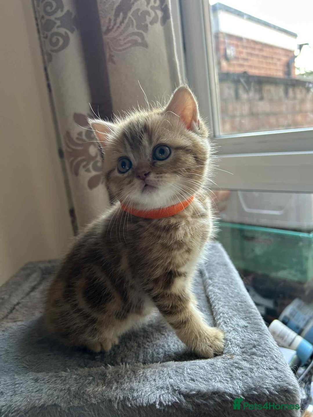 British Shorthair cats for sale: 🐾 Gorgeous British Shorthair Kittens 🐾 - Image 1