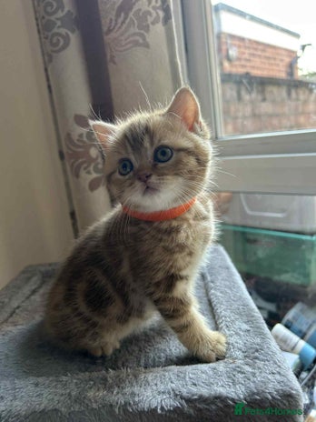 British Shorthair cats - Advert 7