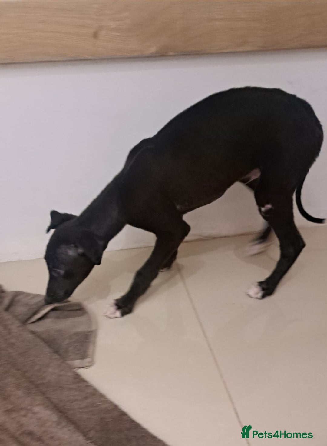 Whippet dogs for sale: Male Whippet Pup Ready For Forever Home - Advert 8