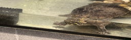 Terrapin reptiles for sale: Terrapins - Advert 1