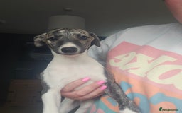 Whippet dogs for sale: ✅️ Ready to leave - KC whippets 🧡 - Image 5