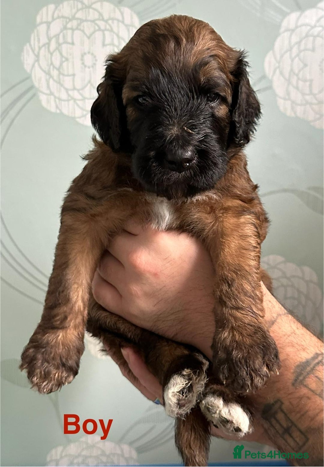 Mixed Breed dogs for sale: F1 Saint Berdoodles - Image 3