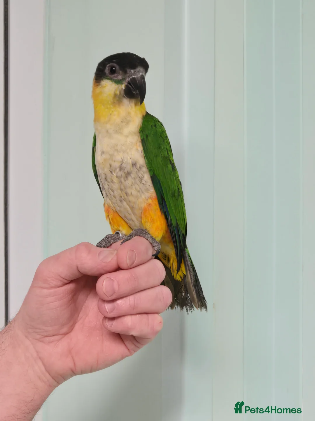 Parrots birds for sale: Beautiful Cheeky Handreared Caiques!!! - Advert 3