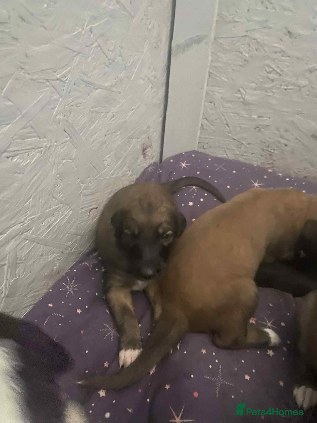 Mixed Breed dogs for sale: 3 tan girls remaining  - Image 7