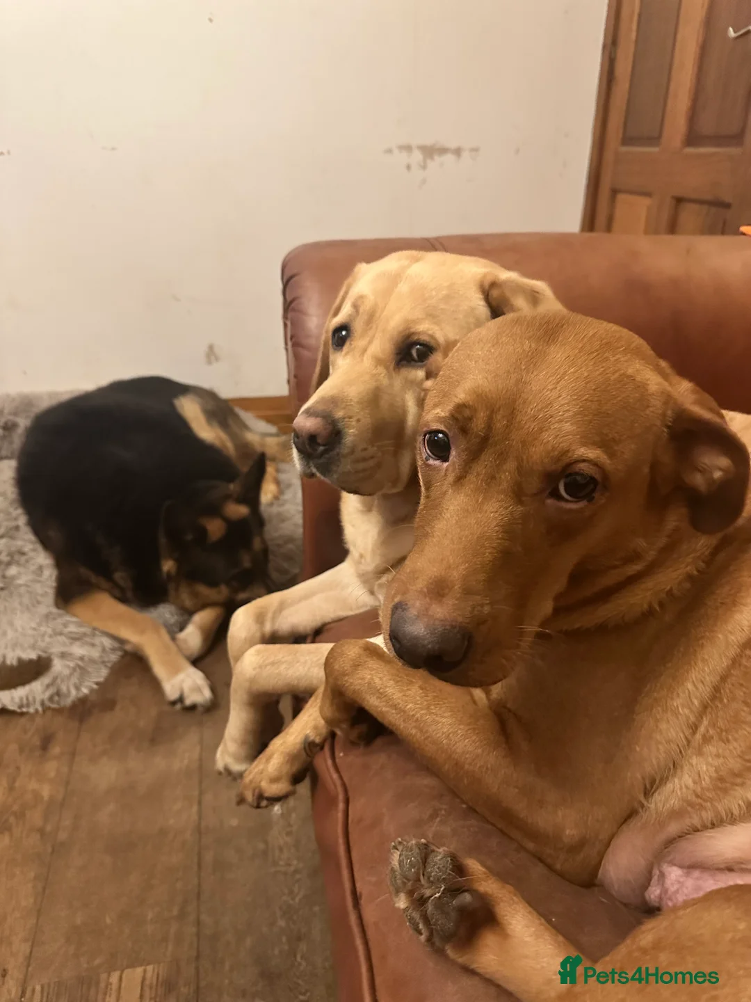 Labrador Retriever dogs for sale: Labrador puppies ready for forever homes - Advert 8