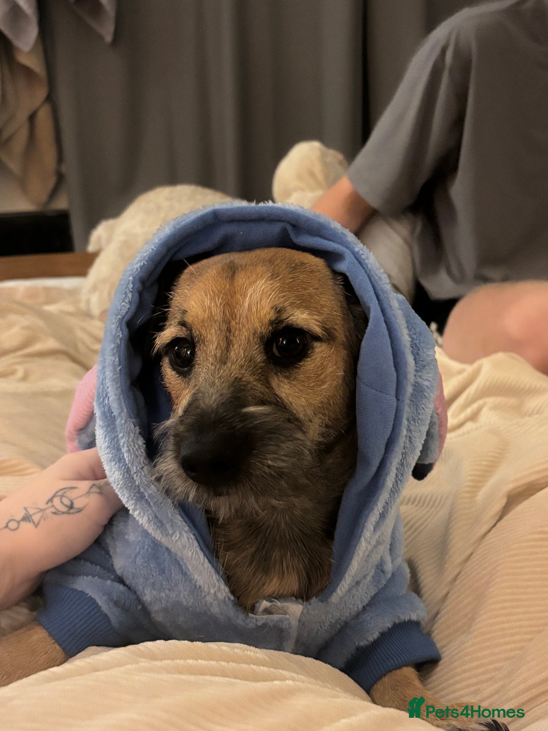 Mixed Breed dogs for sale: 11 month old male Dachshund x Shih Tzu - Advert 2