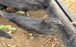 Chickens poultry for sale: Silkies & bantam gold Welbar young  - Image 7