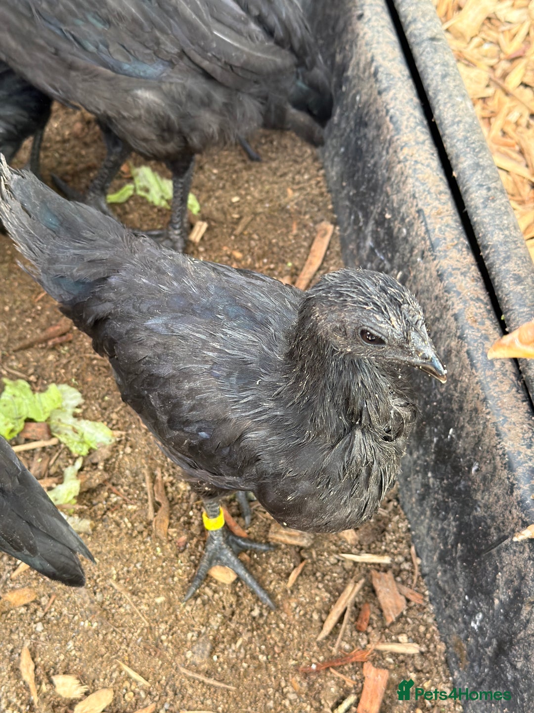 Chickens poultry for sale: Silkies & bantam gold Welbar young  - Image 7