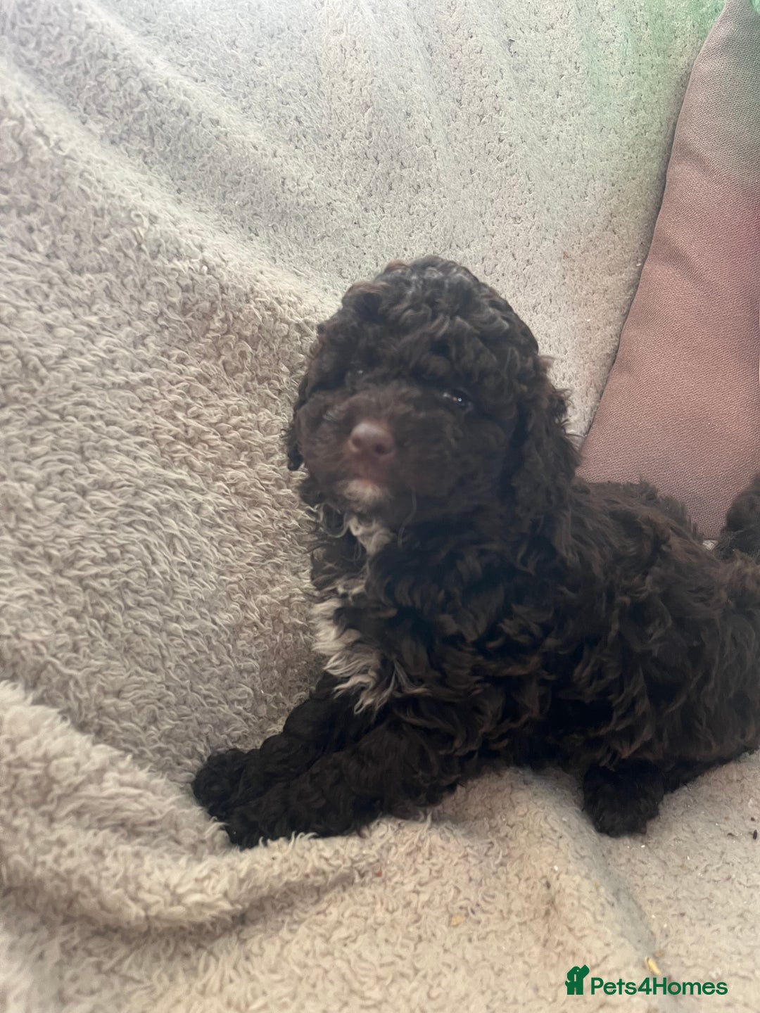 Toy Poodle dogs for sale: Toy poodle puppies - Advert 3