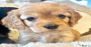 Cavapoo dogs - Advert 4