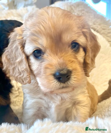 Cavapoo dogs - Advert 14