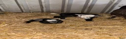 Goats livestock for sale: Gorgeous Pygmy Goats for sale - Advert 6