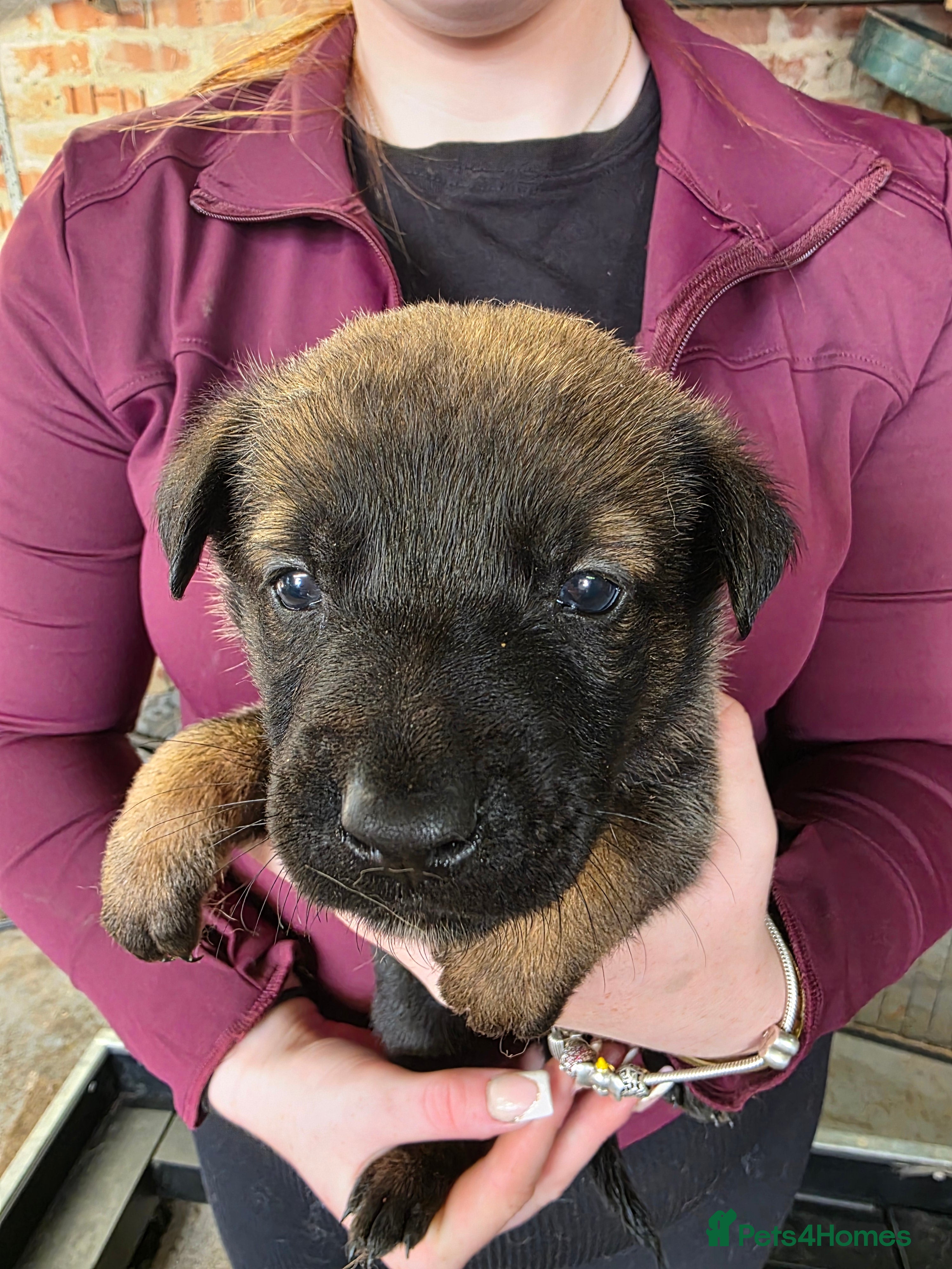 Belgian Shepherd Dog dogs 🔥🔥LAMPAK9 🇧🇪  Belgian Malinois 🔥🔥 - Advert 2