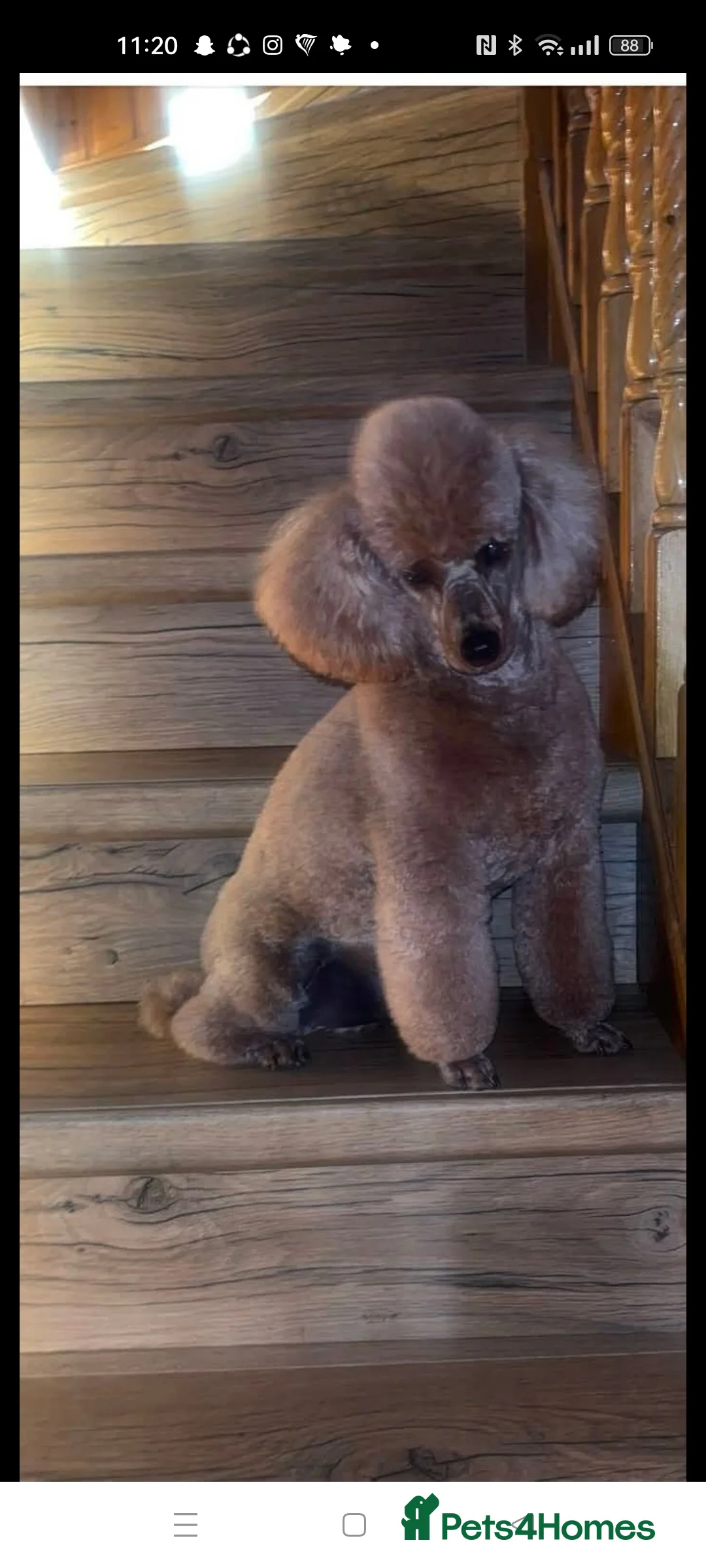 Miniature Poodle dogs for sale: 💥 Miniature poodle 💥 - Advert 13