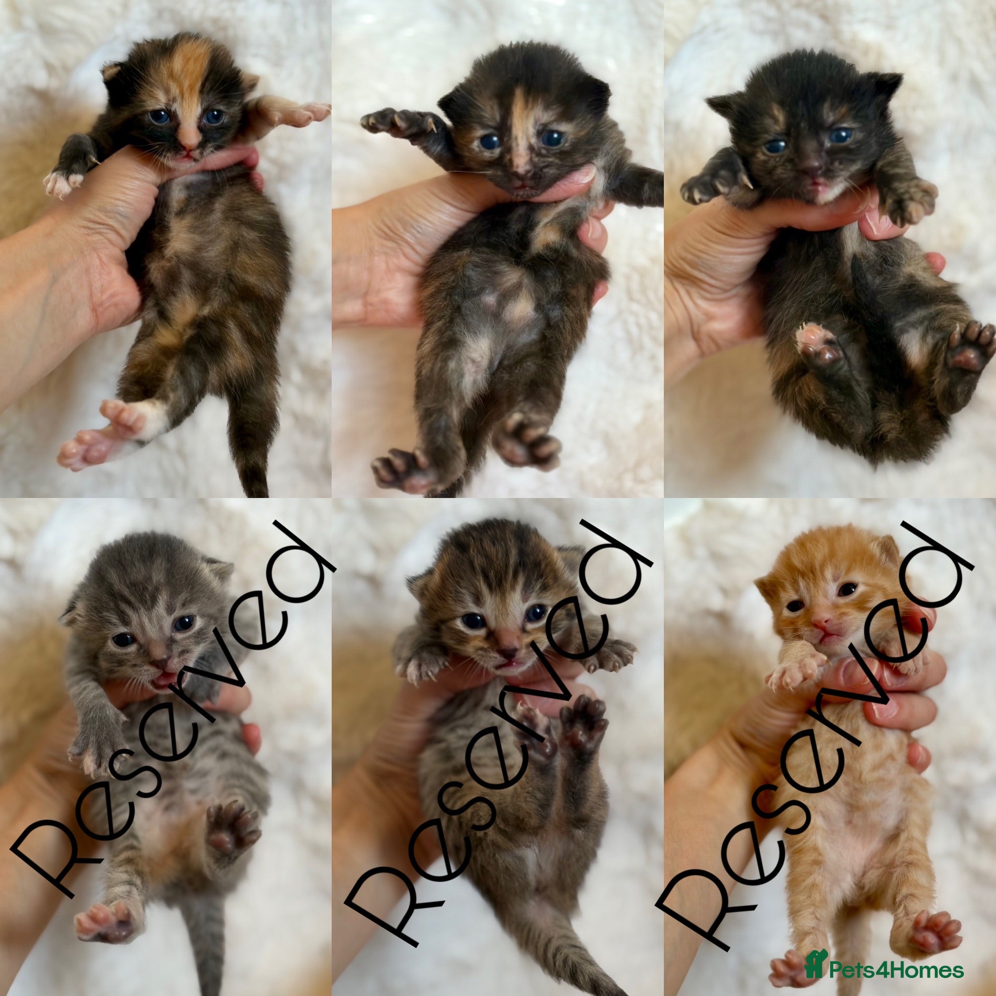 Mixed Breed cats Mixed breed kittens 🤎🩶🖤🧡 - Advert 15