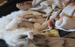 Ragdoll cats for sale: Beautiful  Blue point Mitted Ragdolls  - Image 7