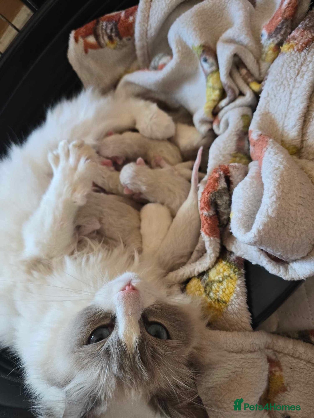 Ragdoll cats for sale: Beautiful  Blue point Mitted Ragdolls  - Image 7