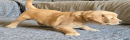 Golden Retriever dogs for sale: Fully health tested golden retriever puppys - Advert 6
