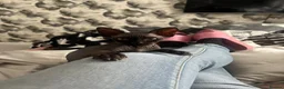 Sphynx cats for sale: Two beautiful Sphynx boys  in Liverpool - Advert 4