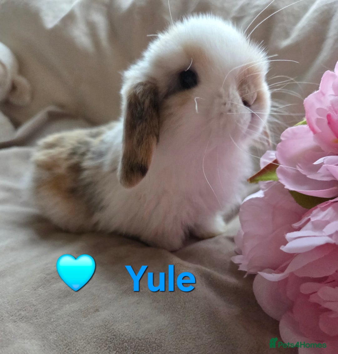 Mini Lop rabbits for sale: 🐰Beautiful baby mini lops 🐰 - Advert 9