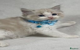 Ragdoll cats for sale: ✨ Gorgeous Ragdoll Kittens ✨ - Image 1