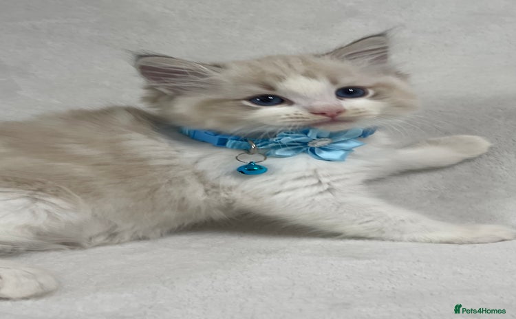 Ragdoll cats - Advert 3