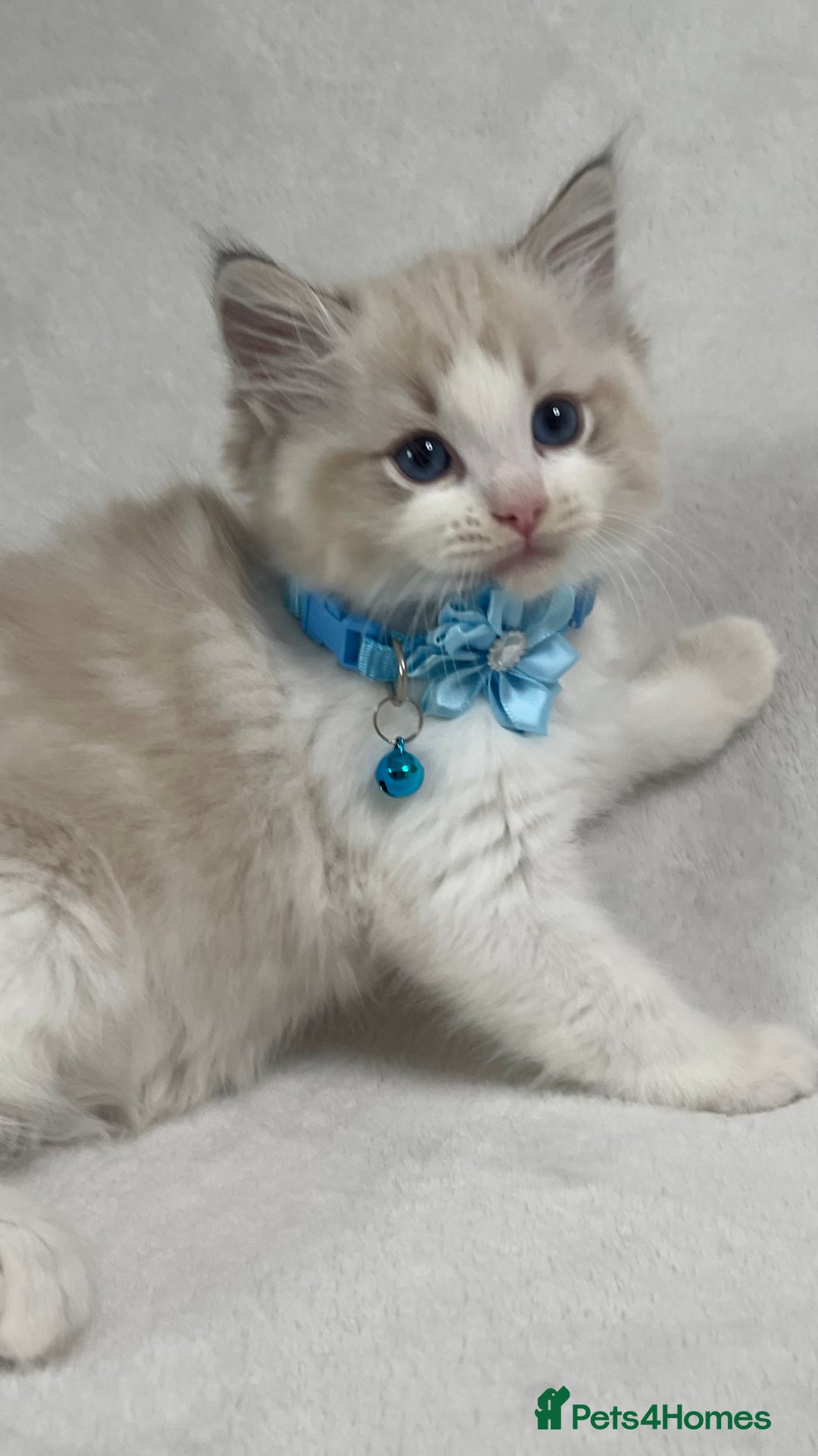 Ragdoll cats for sale: 🌟 Stunning TICA Ragdoll Kittens – Ready Now! - Advert 16