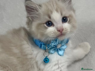 Ragdoll cats - Advert 2