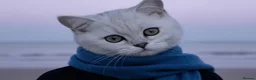 British Shorthair cats for sale: BSH Silver/Black Tipped Boys GCCF Registered  - Advert 6
