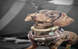 Dachshund dogs for stud: Mini short haired dachshund  in Lancaster - Image 7