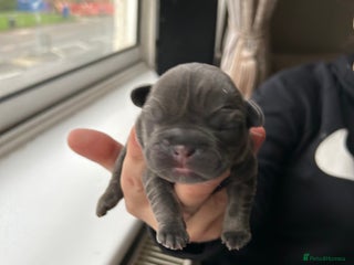 French Bulldog dogs - Advert 10