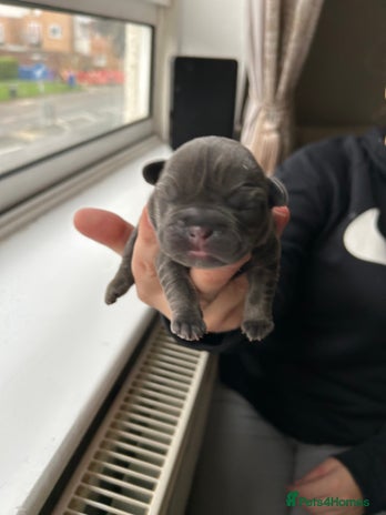 French Bulldog dogs - Advert 1