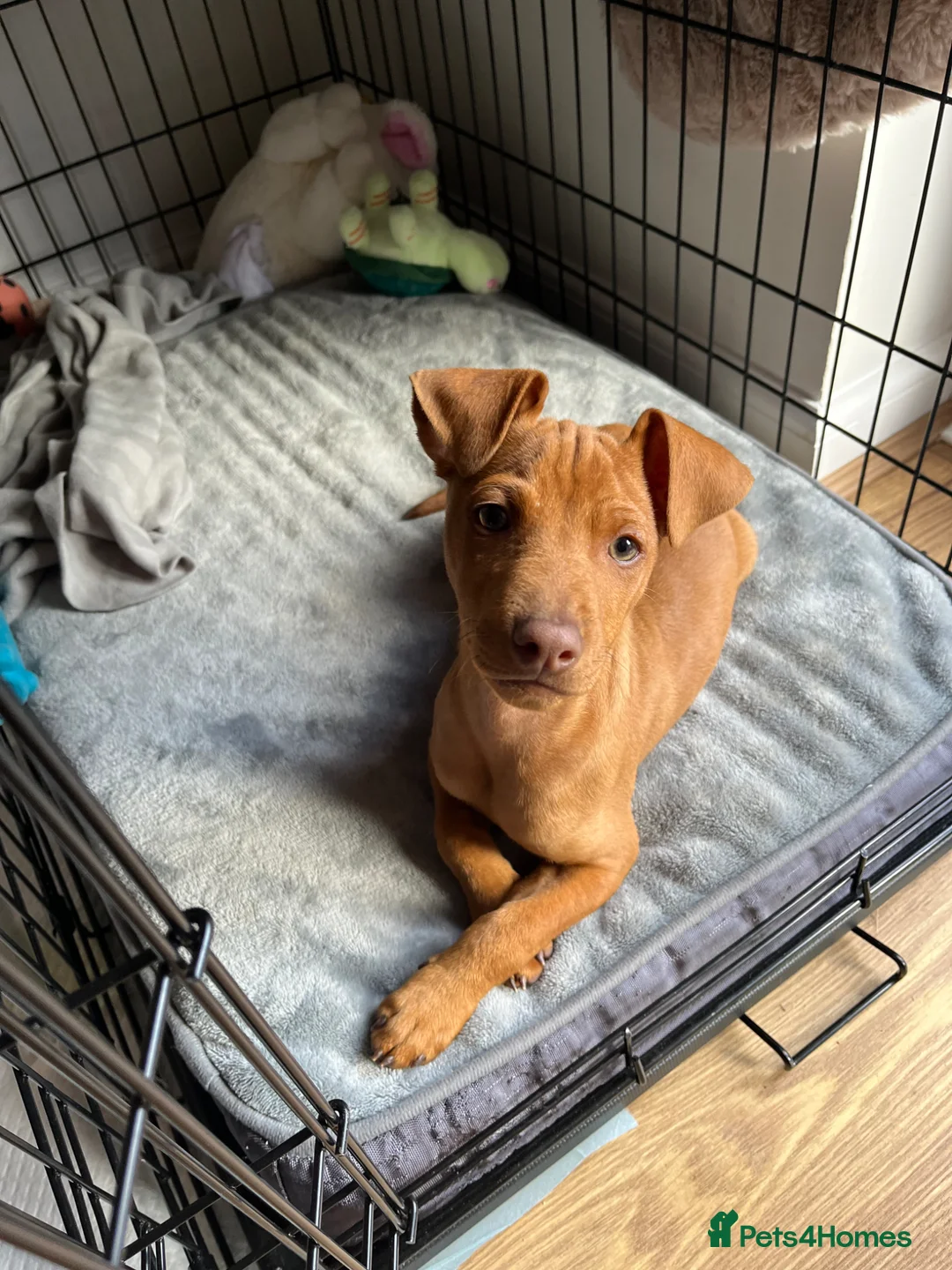 Mixed Breed dogs for sale: Milo and Rico - Advert 3