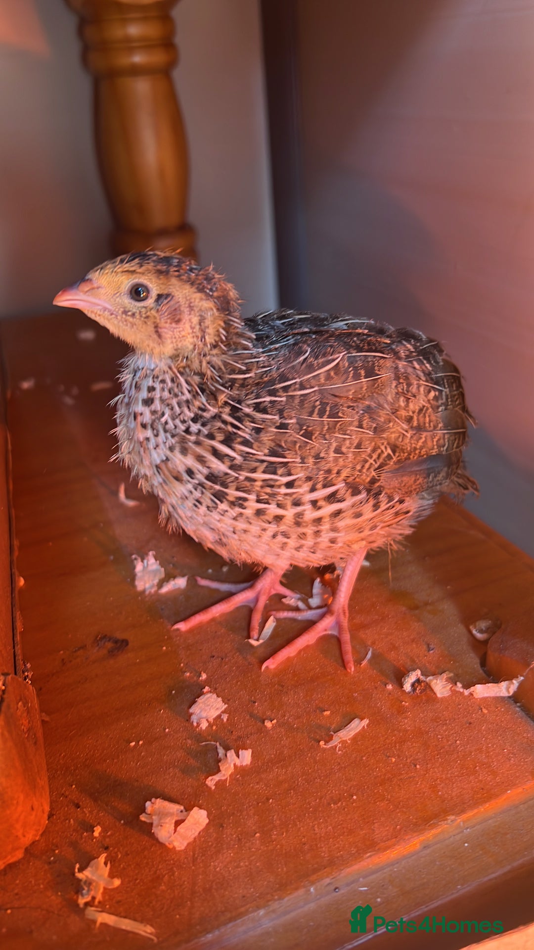 Quail poultry for sale: Quail for sale! - Image 2