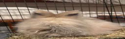 Angora rabbits for sale: 11 month old lilac/ chocolate tort angora - Advert 1