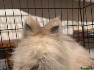 Angora rabbits 11 month old lilac/ chocolate tort angora - Advert 8
