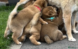 Japanese Shiba Inu dogs for sale: Last Boy - 15 yrs exp Health Checked - Image 3