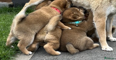 Japanese Shiba Inu dogs - Advert 9