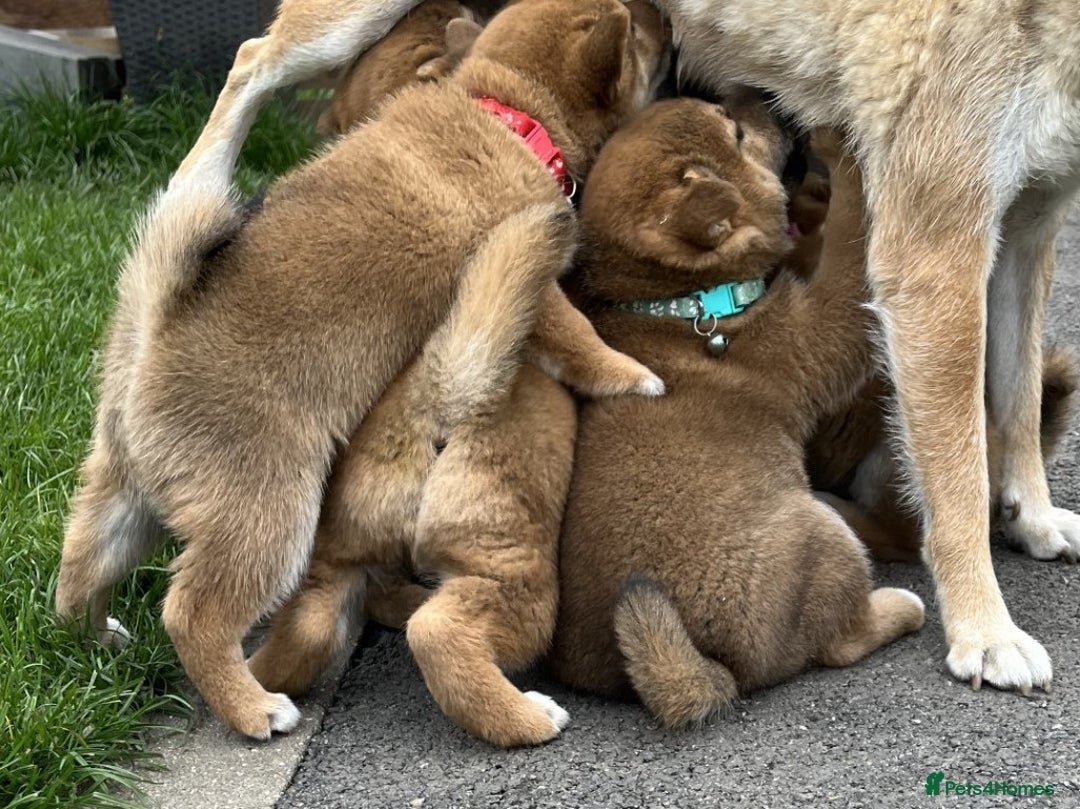 Japanese Shiba Inu dogs for sale: Last Boy - 15 yrs exp Health Checked - Image 3