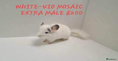 Chinchilla rodents - Advert 2