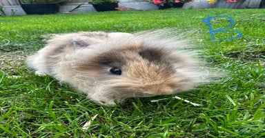 Lionhead rabbits - Advert 12